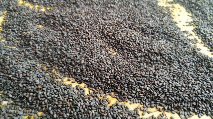 Close-up of black sesame