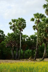 Fototapeta na wymiar View of sugar palm and yellow fields