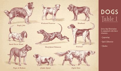 Collection of nine dog vector engravings - obrazy, fototapety, plakaty