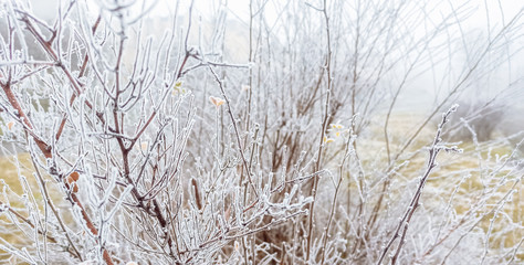 Frost on the trees and bushes. Cold winter weather.
