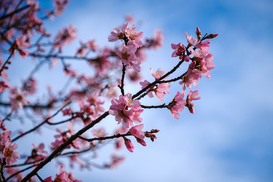 Blooming spring tree with pink flowers