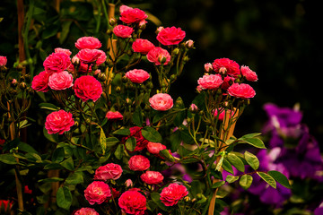 Nature wallpaper, colorful fresh flowers