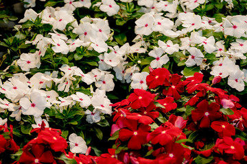 Nature wallpaper, colorful fresh flowers