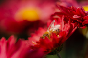 Bees close-up on chrysanthemum flowers