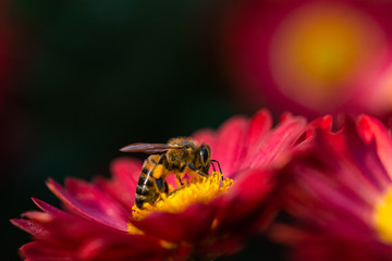 Bees close-up on chrysanthemum flowers
