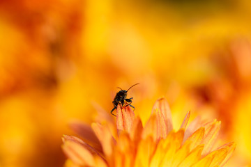 Insect on an orange petal; macrophotography of an insect on flowers