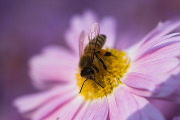 Bees close-up on chrysanthemum flowers