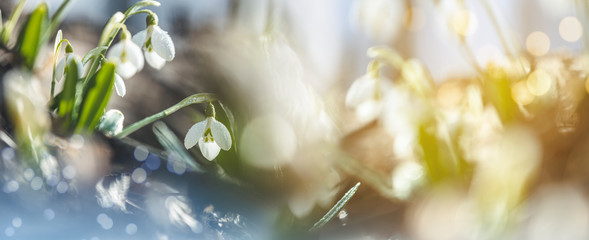 Panoramic view to spring flowers in the forest. White blooming snowdrop folded or Galanthus plicatus in the forest background. Spring day, dolly shot, close up, shallow depths of the field