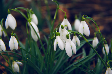 lot of beautiful snowdrops flowers
