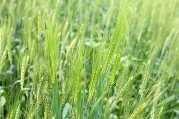 Fototapeta na wymiar The Green Wheat whistle and Wheat bran fields