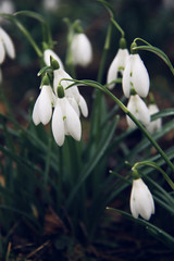lot of beautiful snowdrops flowers