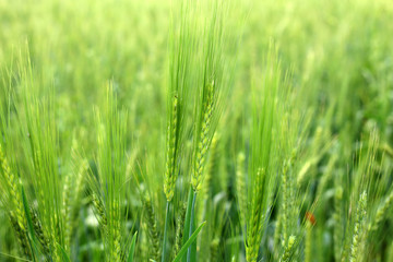 Fototapeta na wymiar The Green Wheat whistle and Wheat bran fields