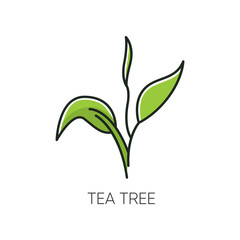 Tea tree RGB color icon. Skincare product component. Organic beauty. Aromatherapy. Herbal moisture. Essential oil. Foliage, leaves. Natural cosmetic ingredient. Isolated vector illustration