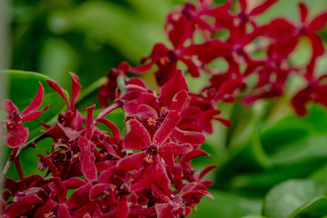 Nature wallpaper, colorful fresh flowers