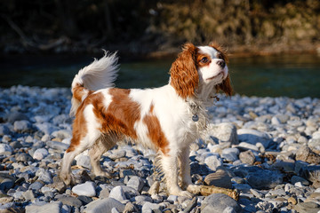 Young white and brown Cavalier King Charles spaniel on river stone bank