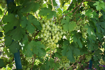 Bunches of ripe grapes on the vine - summer harvest