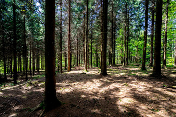 a forest somewhere in switzerland
