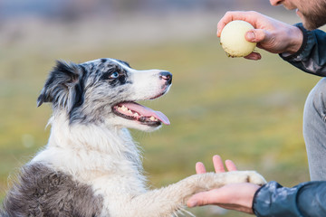 Dog training with a ball in the park - 324489355