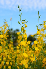 The yellow flowers in the field