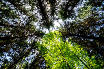 Peaceful Forest Landscape with Morning Rays, Golden Hour Light in a Vibrant Forest
