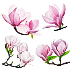 set. pink magnolia drawing. Hand-drawn magnolias in gouache. spring flowers on a branch. spring flowering gardens. design of cards, invitation.
