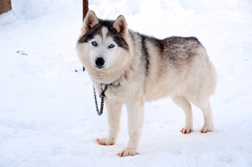 dogs breed husky walking on the street