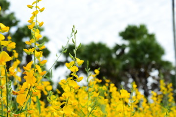 The yellow flowers in the field