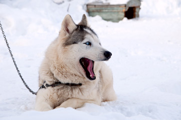 dogs breed husky walking on the street