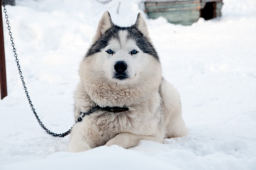 dogs breed husky walking on the street