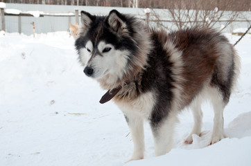 dogs breed husky walking on the street
