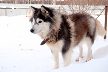 dogs breed husky walking on the street