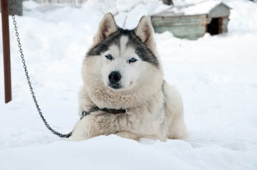 dogs breed husky walking on the street
