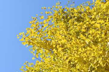 イチョウの葉　黄色