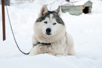 dogs breed husky walking on the street