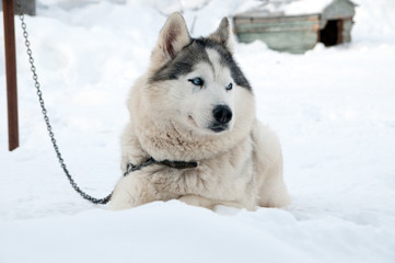 dogs breed husky walking on the street