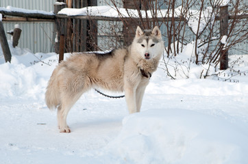 dogs breed husky walking on the street
