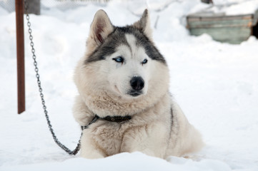 dogs breed husky walking on the street