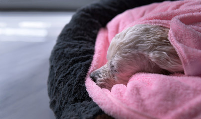 Portrait of white poodle mixed dog laying down sleeping in bed with head poking out of a pink towel inside at the house.