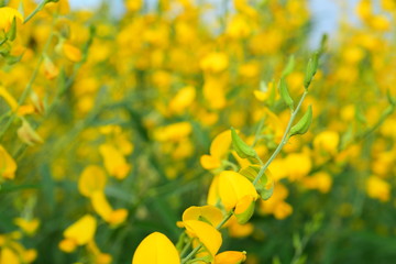 The yellow flowers in the field