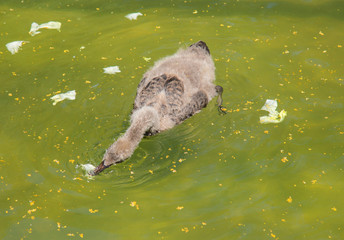 Naklejka premium Swan in the pond