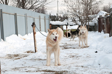 dogs breed husky walking on the street