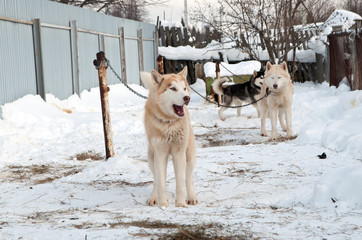 dogs breed husky walking on the street