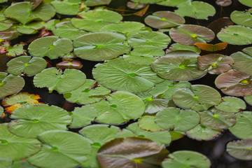 睡蓮の葉