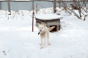 dogs breed husky walking on the street