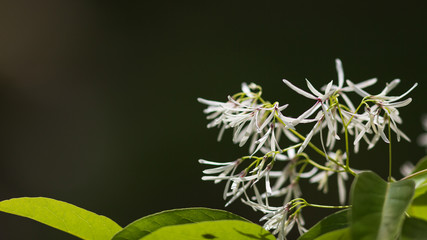 ヒトツバタゴの白い花