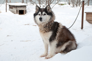 dogs breed husky walking on the street