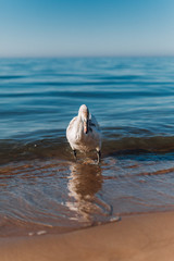 Fototapeta premium White mute swan walking on the sand island near the coastline of the Baltic Sea