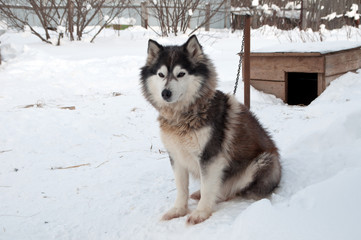 dogs breed husky walking on the street