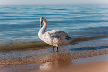 White mute swan walking on the sand island near the coastline of the Baltic Sea