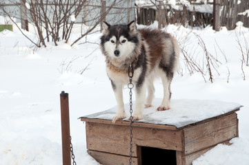 dogs breed husky walking on the street
